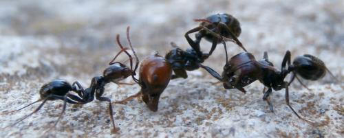 Réf. 188 904 : Messor barbarus
